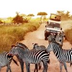 Tanzania safari destinations