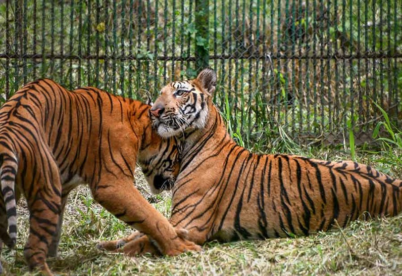 Tiger Reserves in India