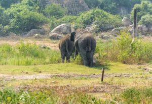 Zoological Parks in India