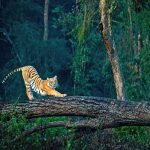 Jim Corbett beyond jungle safari