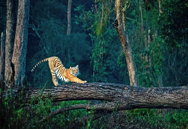 Jim Corbett beyond jungle safari